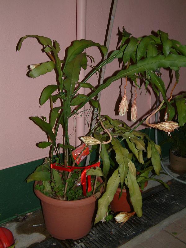 DSCF0347.JPG