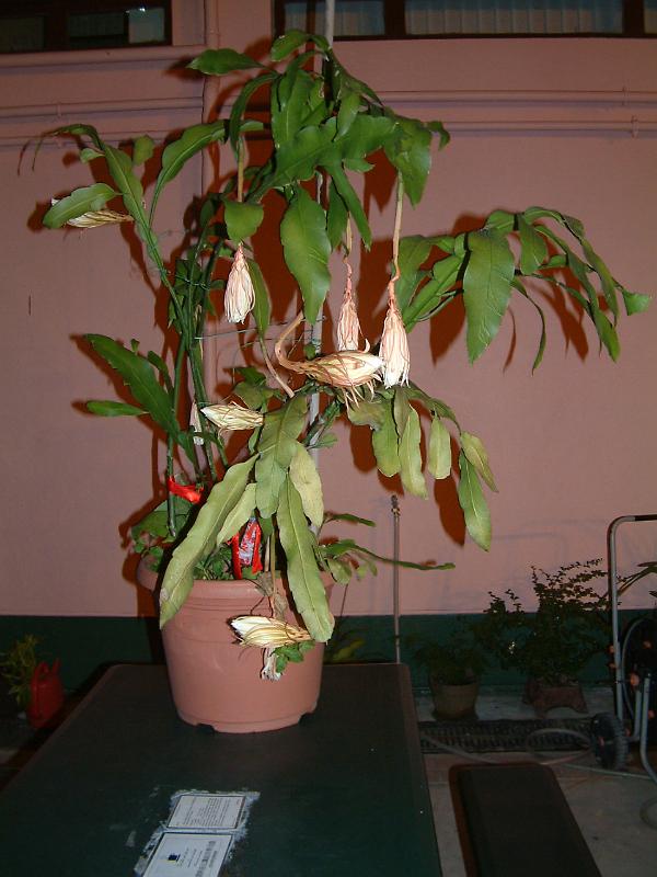 DSCF0355.JPG