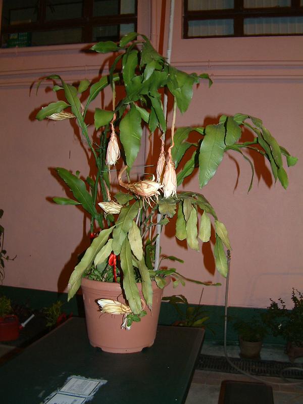 DSCF0356.JPG