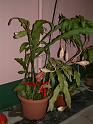 DSCF0347