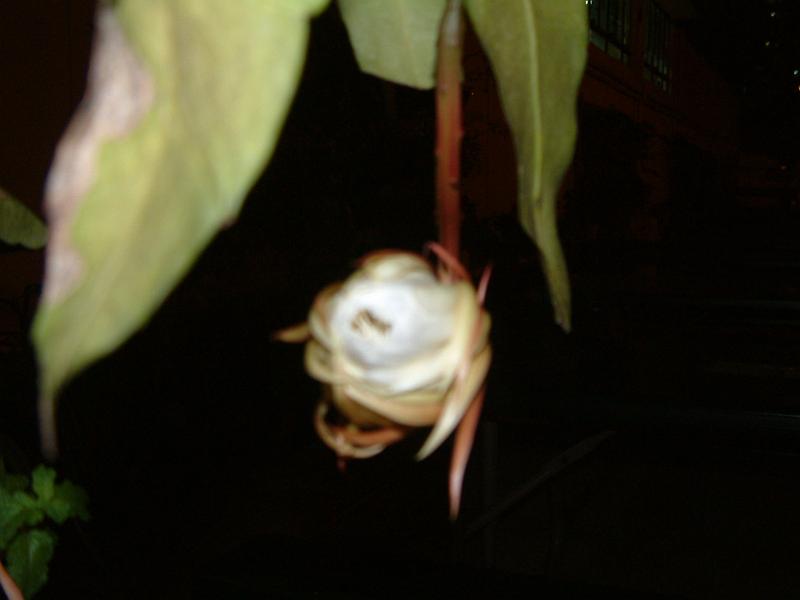 DSCF0366.JPG