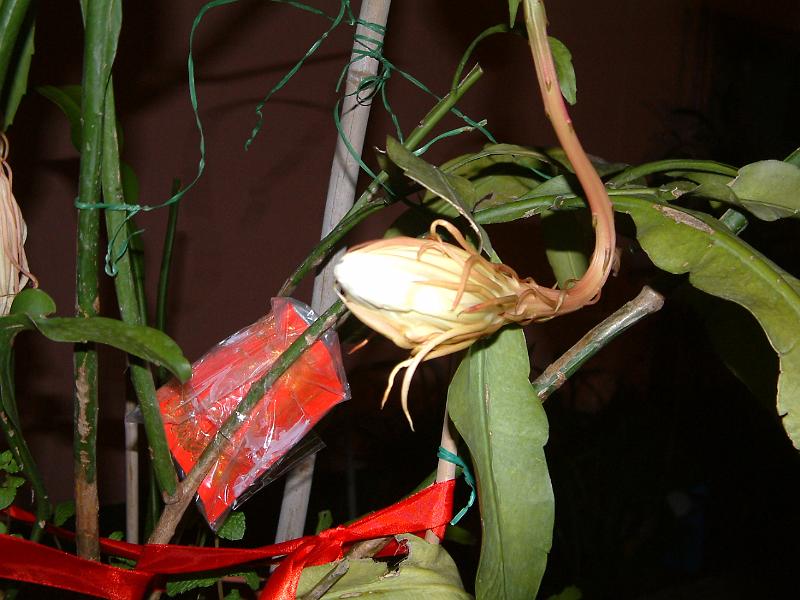 DSCF0372.JPG