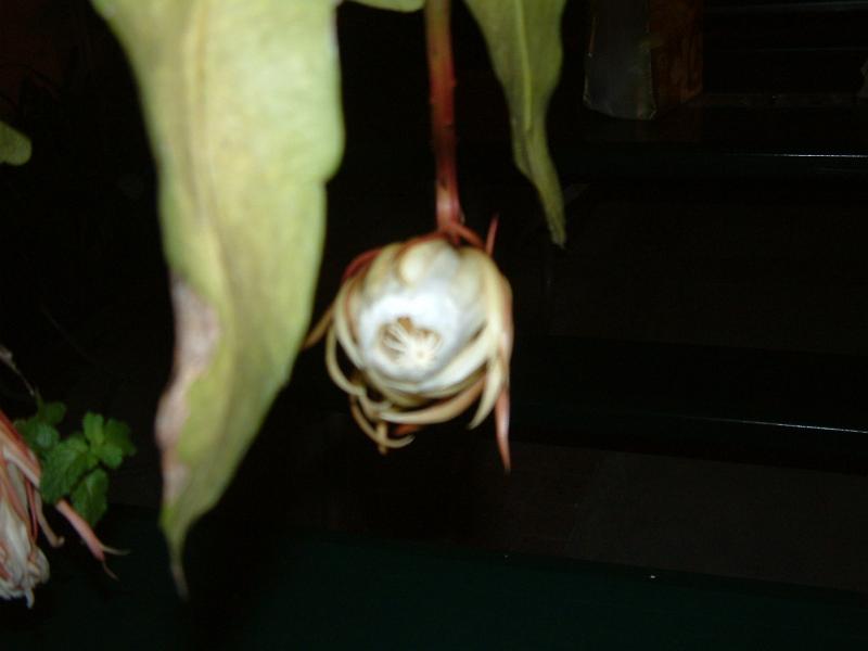 DSCF0381.JPG
