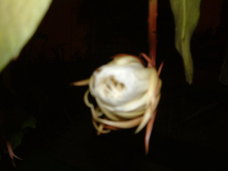 DSCF0383.JPG