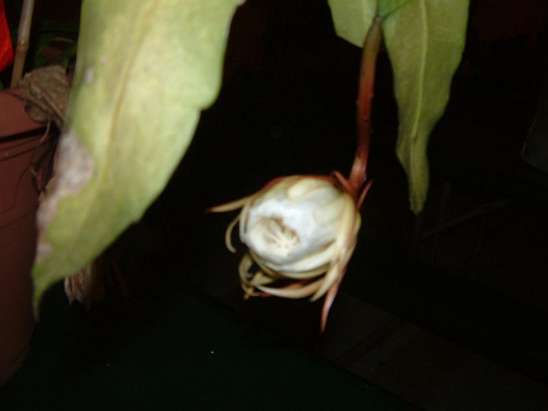 DSCF0392.JPG