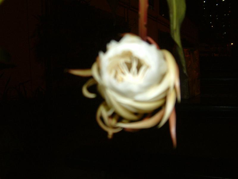 DSCF0394.JPG