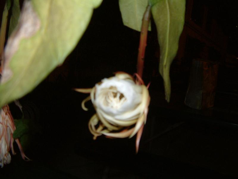 DSCF0396.JPG