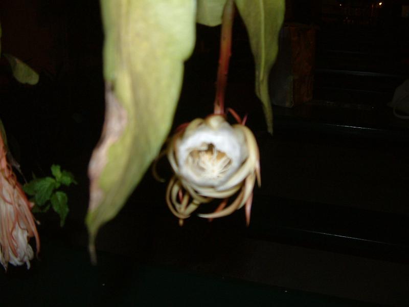 DSCF0399.JPG
