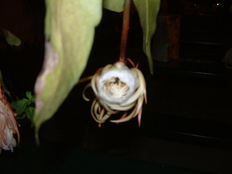 DSCF0400.JPG