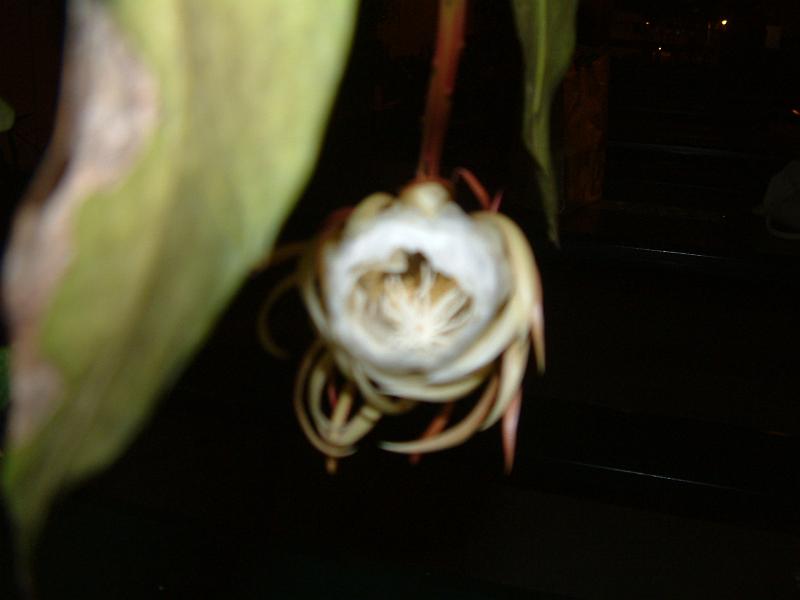 DSCF0403.JPG
