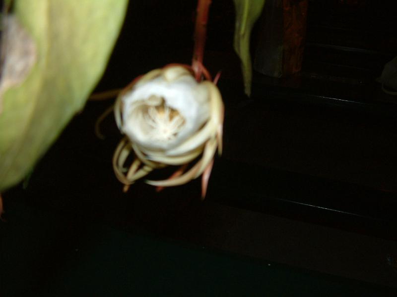 DSCF0404.JPG