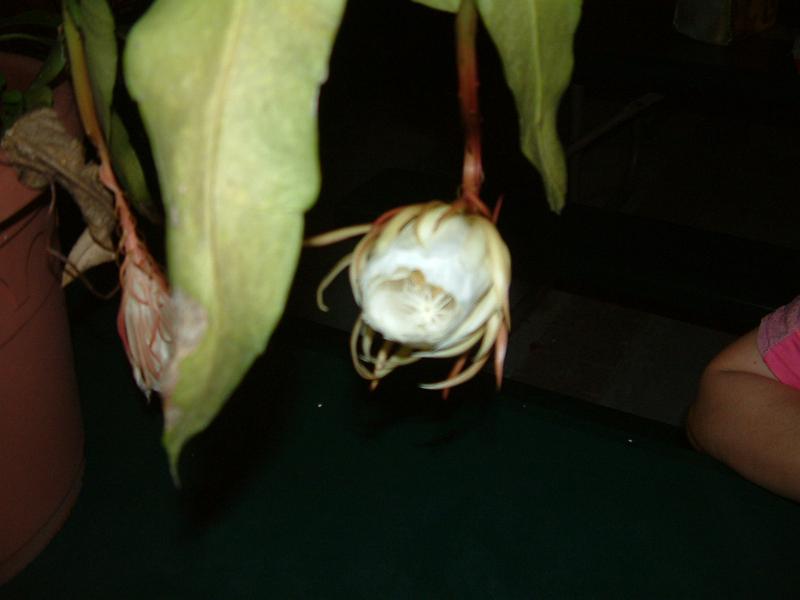 DSCF0415.JPG