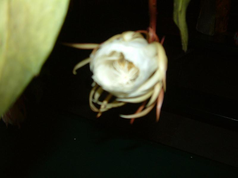 DSCF0417.JPG