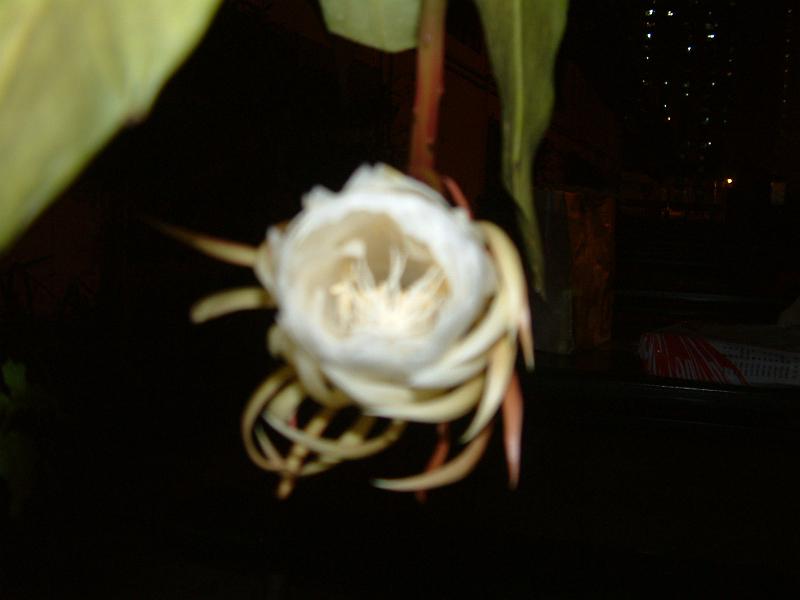 DSCF0419.JPG