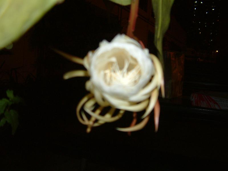 DSCF0420.JPG