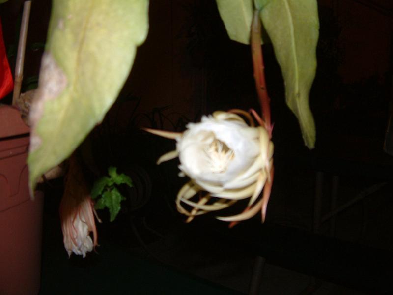 DSCF0422.JPG