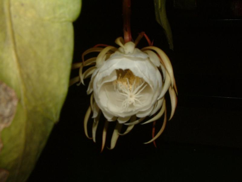 DSCF0441.JPG