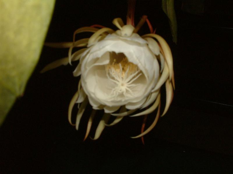DSCF0442.JPG