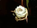 DSCF0394