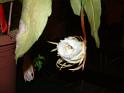 DSCF0423