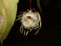 DSCF0440