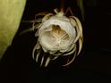 DSCF0442
