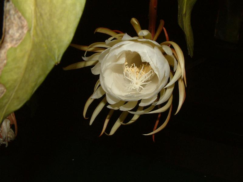 DSCF0450.JPG