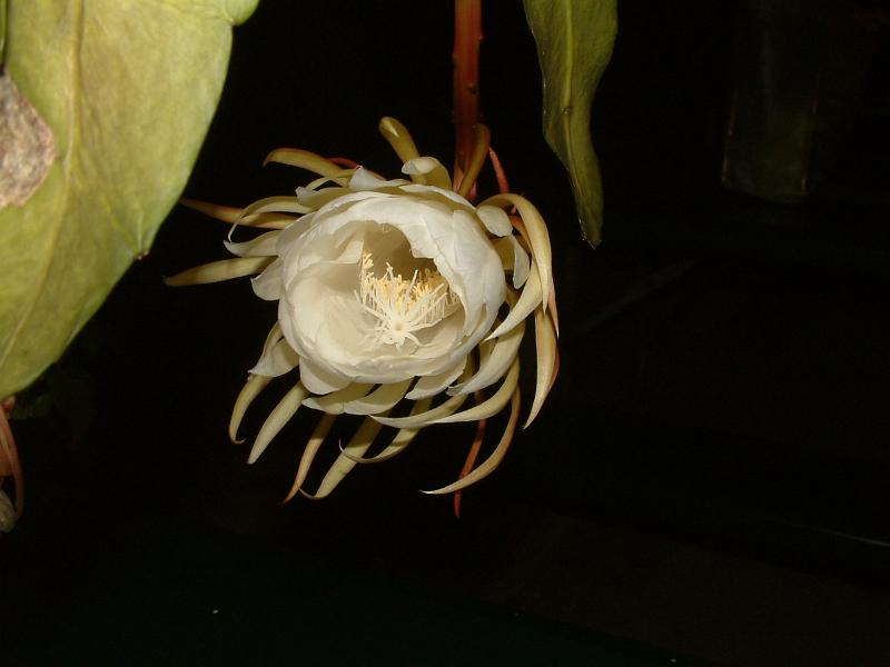 DSCF0453.JPG