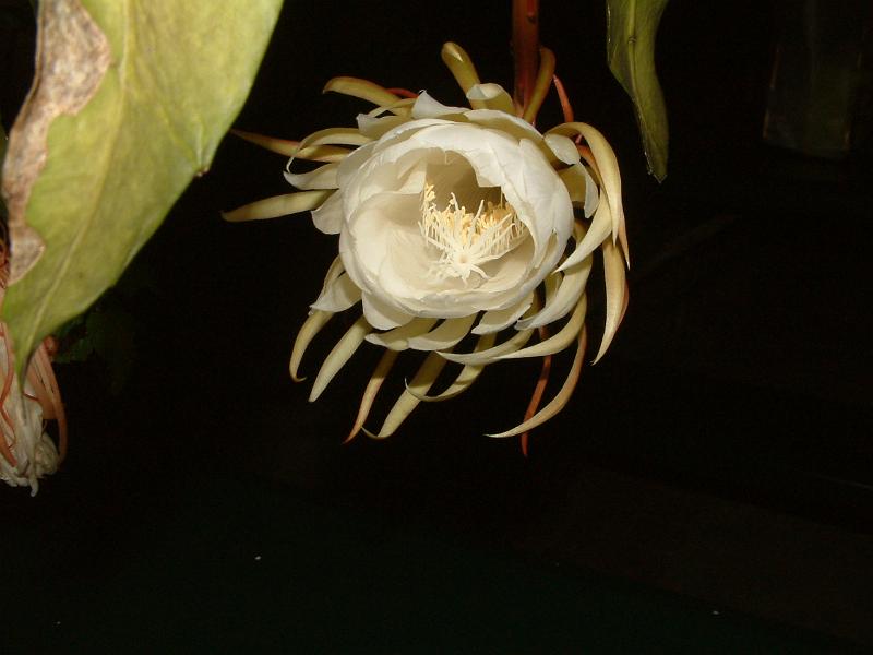 DSCF0454.JPG