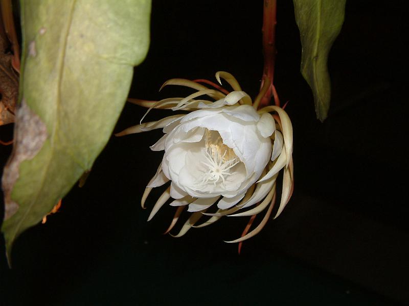 DSCF0456.JPG