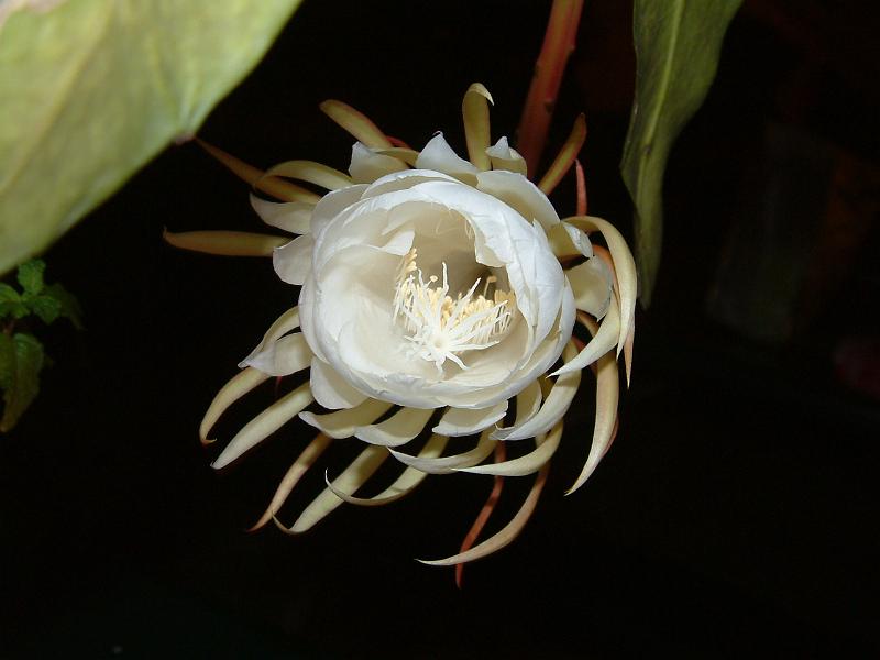 DSCF0457.JPG