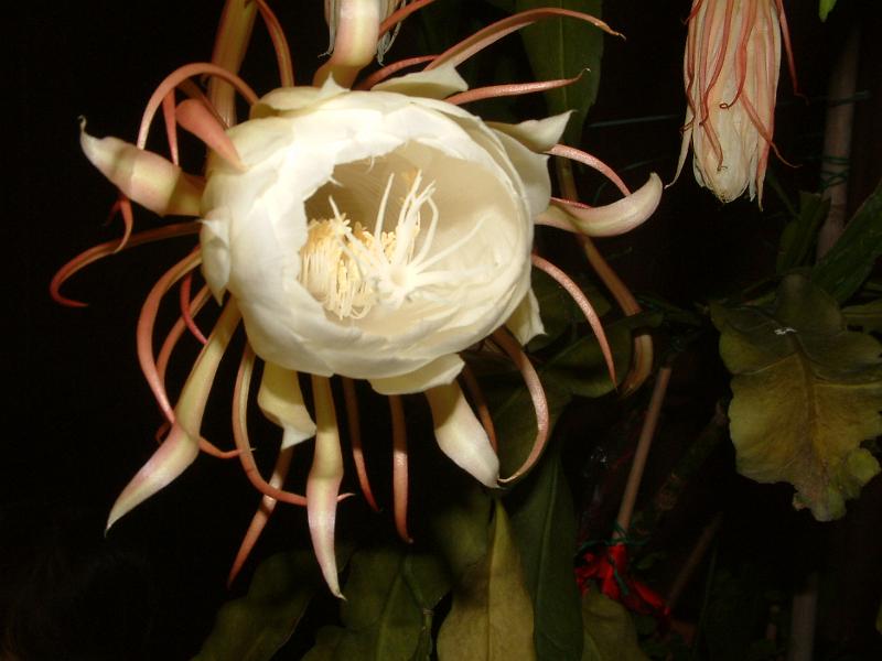DSCF0459.JPG