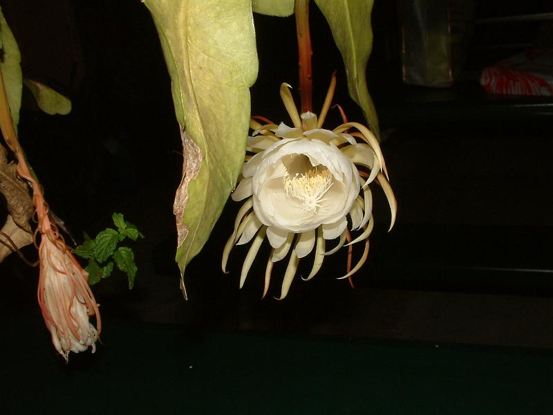 DSCF0468.JPG