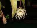 DSCF0468