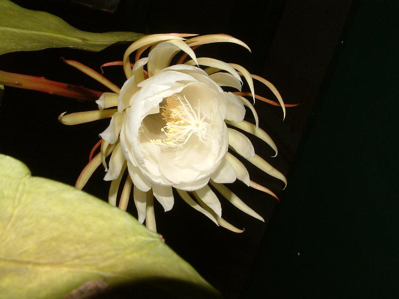 DSCF0467.JPG
