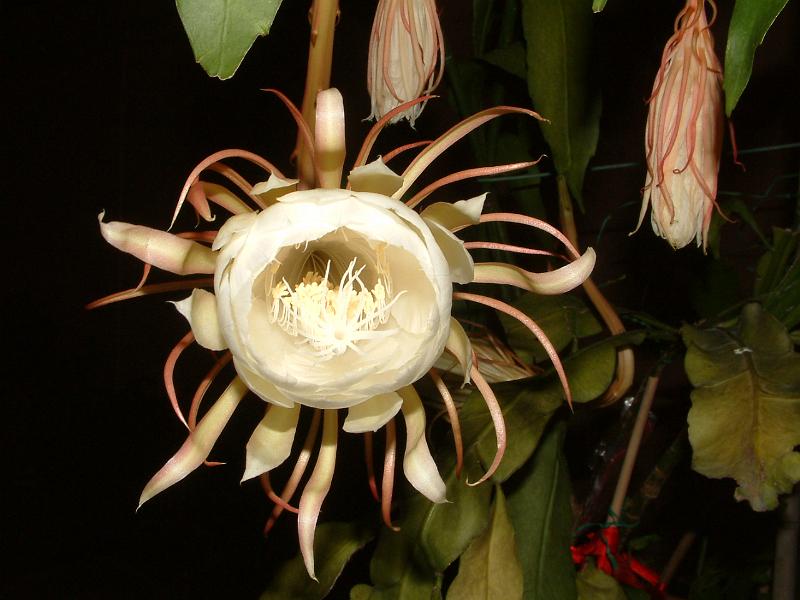 DSCF0476.JPG