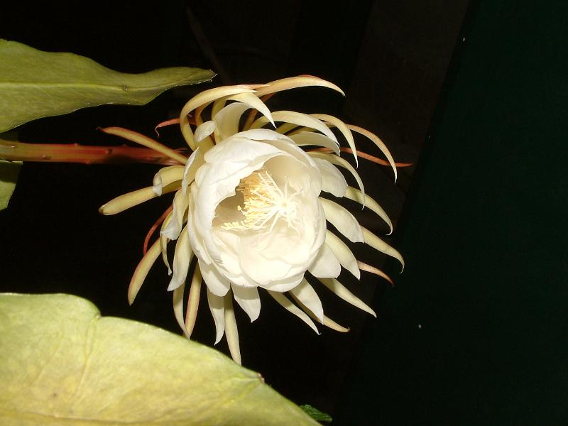DSCF0479.JPG