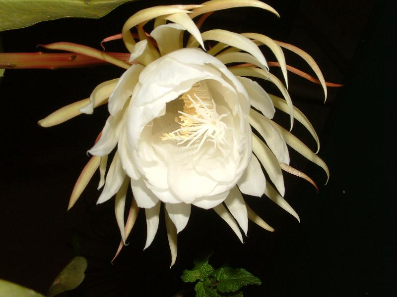 DSCF0480.JPG