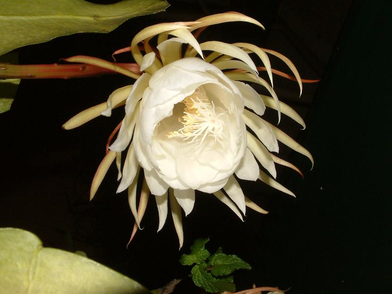 DSCF0481.JPG