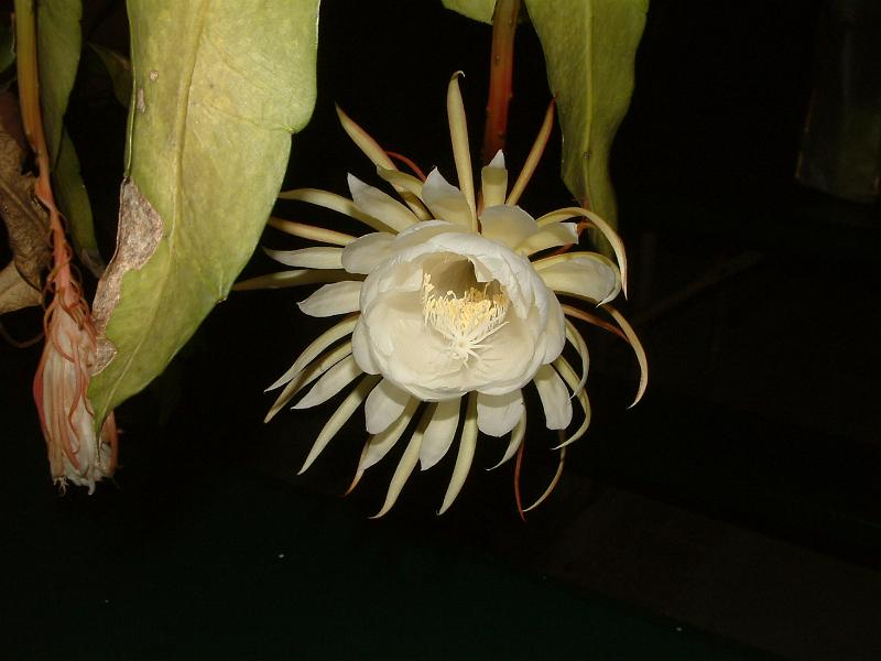 DSCF0498.JPG