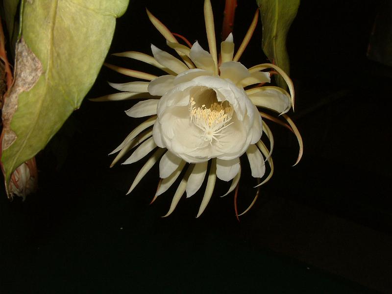 DSCF0499.JPG