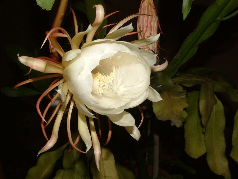 DSCF0501.JPG