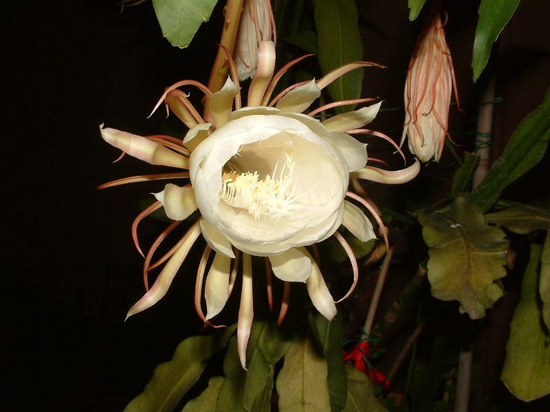 DSCF0503.JPG