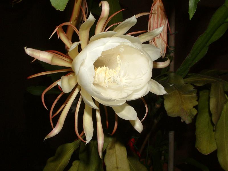 DSCF0517.JPG