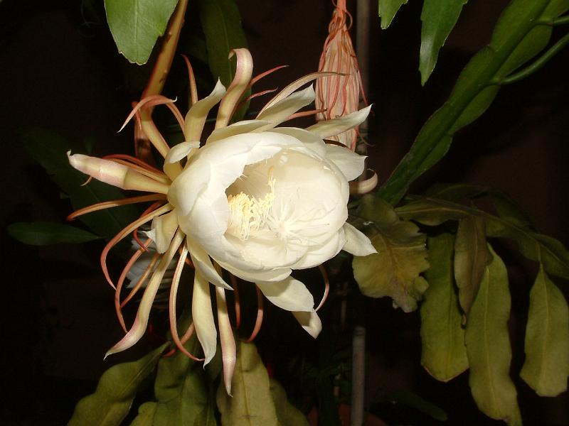 DSCF0518.JPG