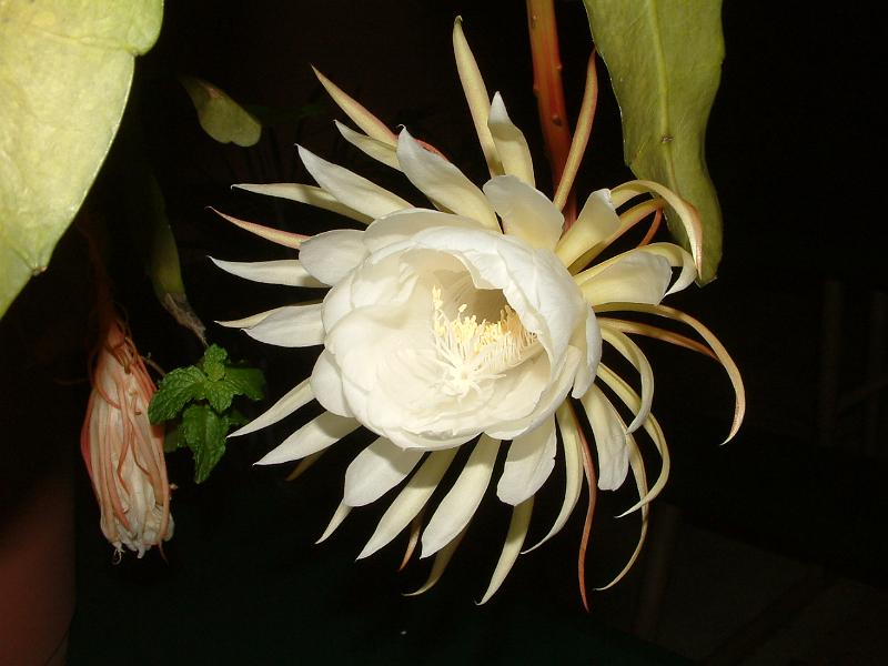 DSCF0519.JPG