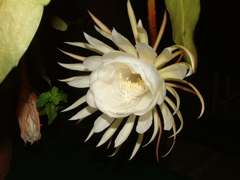 DSCF0520.JPG