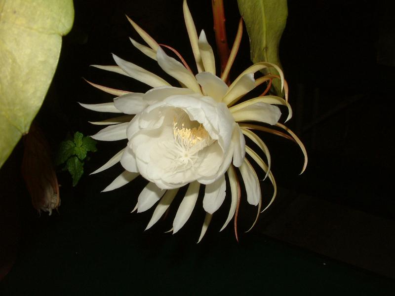 DSCF0538.JPG