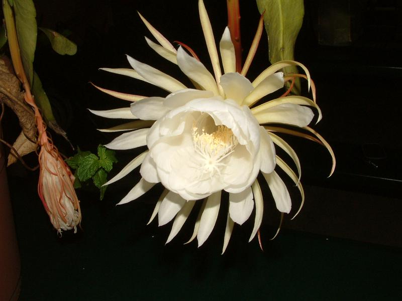DSCF0542.JPG