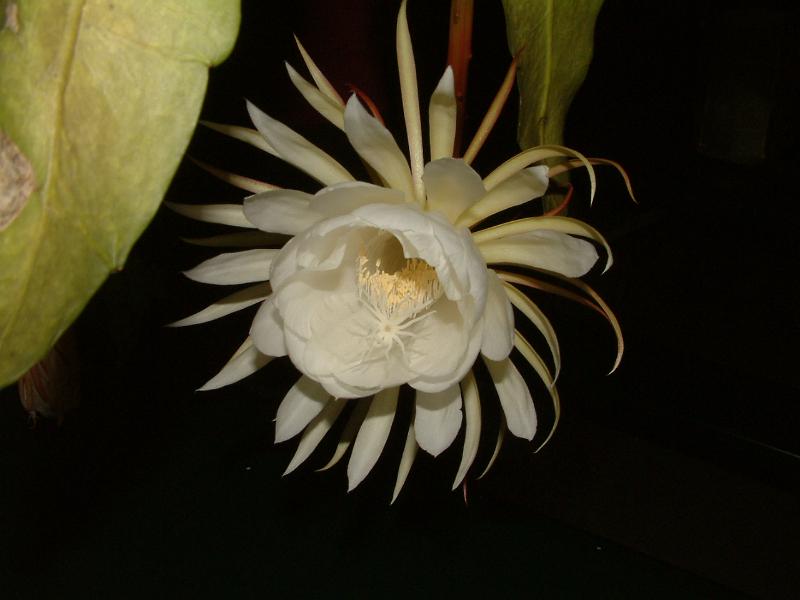 DSCF0545.JPG